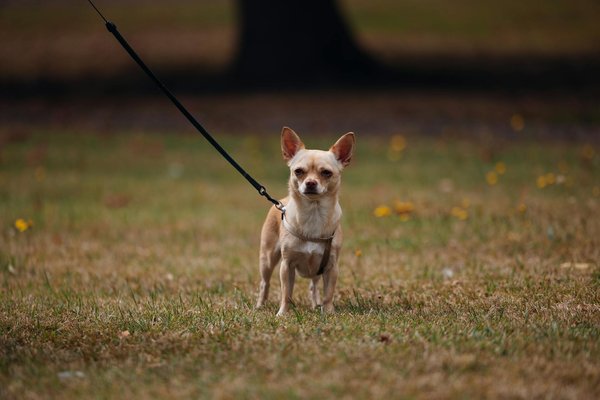 Bulgaria vs republic of ireland: key uefa match insights